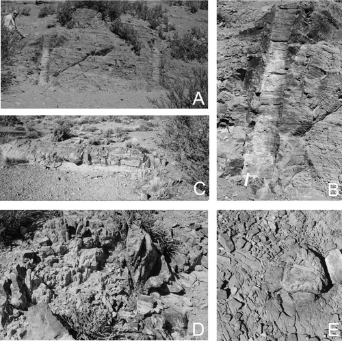 Fig. 8 General view over Agua de la Zorra area. A–B, Natural longitudinal sections of tall stump moulds at locality C. C, Portion of an exposed trunk of Cuneumxylon spallettii at locality A. D, Natural cross-section of an in situ stump of Cuneumxylon spallettii at locality A. E, Natural cross-section view of in situ stump of Araucarioxylon protoaraucana at locality D. scales: A = note human figure to the left; C = 20 cm; B, D, E = 10 cm.