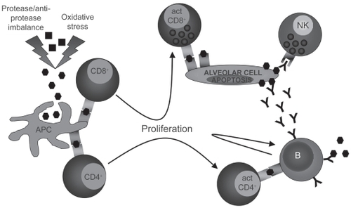 Figure 6 Induction of an autoimmune response against immunogenic self-antigens after protease and oxidative stress-induced modifications. Antigen-presenting cell (APC). Self-antigen (▪), modified self-antigen (⬢), antibody against modified self-antigen (Y).