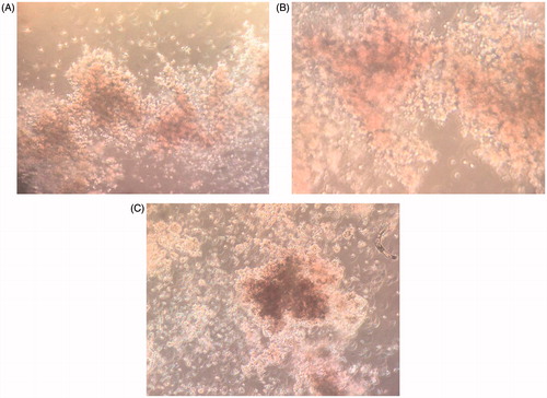 Figure 6. (A). Colony assays from experiments on Fn-coated PLLA. (B). On collagen-coated PLLA. (C). PLLA scaffold and.