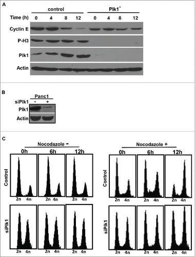 Figure 2. Plk1 depletion in human pancreatic cancer cells. A, Pa03C cells were infected with lentivirus to deplete Plk1. 36h after lentivirus infection, puromycin was added for an additional 36 h to select for infection-positive cells. After floating cells were removed, the remaining attached cells were treated with 200 ng/ml nocodazole for different times as indicated and harvested for IB. B, Panc1 cells were co-transfected with pBS/U6-Plk1 and pBabe-puro at a ratio of 8:1. At 1 d post-transfection, puromycin was added for an additional 36 h to select for transfection-positive cells. After floating cells were removed, the remaining attached cells were harvested for IB. C, Randomly growing Panc1 cells were depleted of Plk1 using the protocol described in B, cells were treated with or without 200 ng/ml nocodazole and harvested at different time points for FACS.