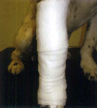 Figure 9. Rather than following the exact shape of the leg, extra padding should be used to achieve a uniform radius