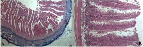 Figure 1. Cross section of small intestine of broiler chickens fed hemp seed cake (at 10% of diet). (A) Section of duodenum showing mucosa with several long villi and deep crypts (Azan Mallory, 10×). (B) Magnification of some villi with normal columnar epithelium (H&E, 250×).