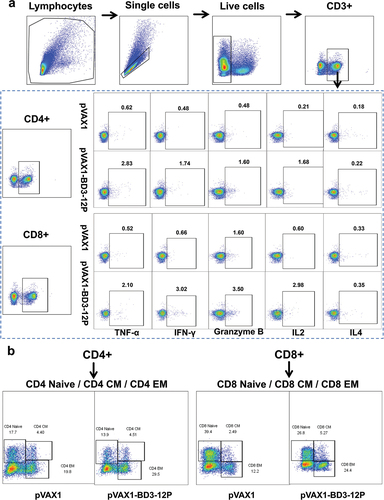 Figure 8. Gating strategy for flow cytometry analysis. (a) Gating strategy for analyzing T cells in intracellular cytokine staining panel. (b) Gating strategy for populations of naïve T cells, effector memory T cells, and central memory T cells in CD4 T cells and CD8 T cells. Percentages indicate the percent of the parent population.