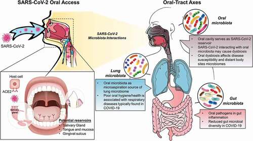 Figure 1. A conceptual framework of the impact of SARS-CoV-2 oral infection on the local and distant microbiomes across the ‘oral-tract axes’. The left panel illustrates the potential reservoirs of SARS-CoV-2 during the infection of the oral cavity. The right panel highlights current knowledge and potential interactions of the virus across the oral/gastrointestinal and respiratory tracts, which remain largely unexplored