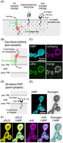 Figure 1. Kisser probes mimic the subcellular localization of endogenous proteins. (A) Schematic representation of kisser probes described in the manuscript. The fluorescent protein-based kisser probe (FP kisser) encodes two intracellular fluorescent proteins (FP1 and FP2) SE-pHluorin fused to mCherry (pHerry), while the fluorogen-activating peptide (FAP)-based probe (FAP-kisser) encodes an extracellular FAPtag. Kisser probes bind intracellular scaffolds through C-terminal tails homologous to endogenous proteins. Peptide tags (e.g. myc-tag and HA-tag) enable immunodetection. (B) A diagram of Cac-kisser-pHerry, a probe designed to localize with endogenous Cac. (C) A fixed type-Ib bouton where Cac-kisser-pHerry expression is driven pre-synaptically (nSyb-GAL4): Cac-kisser-pHerry (mCherry fluorescence) overlaps with the distribution of endogenous Brp (immunohistochemistry; Cy5). HRP staining (immunohistochemistry; DyLight 405) was used to visualize motor neuron terminals. (D) A diagram of post-synaptic Sh-kisser-FAP, a probe designed to localize with endogenous Sh. The crossed hexagon indicates the fluorogen bound to the FAPtag. (E) A fixed type-Ib bouton where Sh-kisser-FAP expression is driven post-synaptically (24B-GAL4), and the associated fluorogen (Malachite Green; ex. 635 nm/em. 660 nm) labelling. HRP staining (immunohistochemistry; DyLight 405) was used to visualize motor neuron terminals. (F) Same preparation as in E: HA-tag (immunohistochemistry; Cy3) staining was used to detect post-synaptic Sh-kisser-FAP. The probe overlaps in its expression with endogenous Dlg (immunohistochemistry; AF488) and surrounds motor neuron terminals visualized with HRP staining as does the fluorogen (from E).