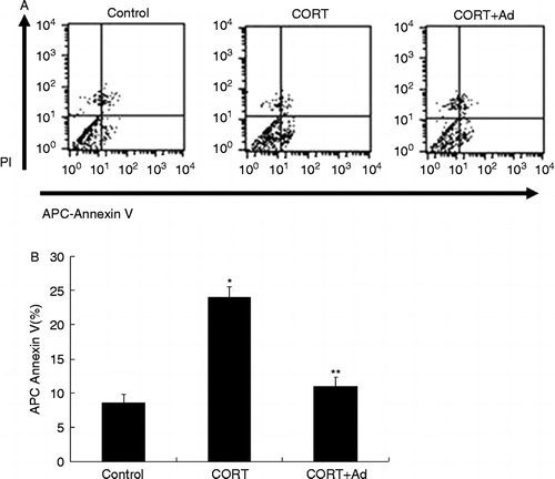 Figure 6.  FACS analysis of Annexin-V-APC labelling of apoptotic Leydig cells with knockdown of GR expression. (A) Representative FACS data for Leydig cells treated with or without miGR adenovirus (Ad) infection. Leydig cells with or without miGR adenovirus infection were incubated with 200 nM corticosterone for 24 h at 34°C. Leydig cells treated with the vehicle served as the control. Leydig cells were analysed by FACS with Annexin-V-APC/PI double staining. (B) Leydig cells treated with corticosterone alone (CORT group) showed an increased apoptotic frequency compared with that of the control. *P < 0.01, vs. Control, one-way ANOVA. Leydig cells treated with corticosterone after infection with miGR adenovirus (CORT+Ad group) showed a decreased apoptotic frequency compared with cells treated with corticosterone alone (CORT group). **P < 0.01, vs. CORT group, one-way ANOVA. Values are mean ± SD (n = 6).