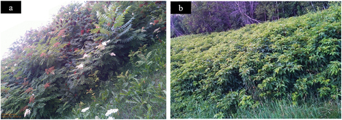 Figure 6. Examples of non-invasive alien plant species classified as Japanese knotweed Field photography of (a) staghorn sumac (Rhus typhina) from July 30, 2020, and (b) wild red raspberry (Rubus idaeus) from July 29, 2020.