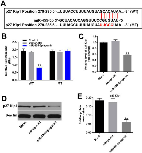 Figure 5 MiR-455-5p directly targeted p27 Kip1. (A) Gene structure of p27 Kip1 at the position of 279–285 indicates the predicted target site of miR-455-5p in its 3ʹUTR. (B) The luciferase activity was measured after co-transfecting with WT/MT p27 Kip1 3′-UTR plasmid and miR-455-5p agomir in HUVECs using the dual luciferase reporter assay. The results were normalized to Renilla luciferase. (C) HUVECs were transfected with miR-455-5p agomir or NC for 24 h. Then, the expression of p27 Kip1 in HUVECs was detected by RT-qPCR. (D) Protein expression of p27 Kip1 in HUVECs was detected by Western blot. (E) The relative expression of p27 Kip1 was quantified via normalization to β-actin. **P<0.01 vs. control group; n = 3.