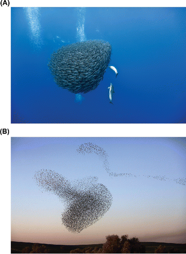 Figure 1. Examples of scale dependent appearances—things vs. phenomena—of self-organizing systems. In self-organizing systems, whether the entities involved appear to be a thing vs. a process arising from the interaction of smaller things depends on the level of scale at which the system is observed. Thus, (A) a baitball of fish appears as an object, a “ball,” at this level of scale, though it is clear from closer observation that the ball is made of interacting fish; likewise, the fish themselves, appear as solid entities at the everyday scale, but are recognized as emergent phenomena of interacting cells at the microscope level (Photographer: Christopher Swann). Another familiar example is how flocks of birds, in this case a murmuration of starlings (B), appear like moving, shifting objects in the sky, though they are clearly also interactions of the birds themselves, which in turn are emergent phenomena of interacting cells, etc (Photographer: Menahem Kahama, Getty Images).