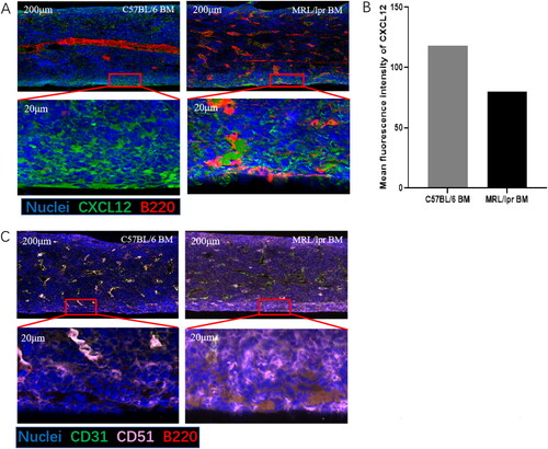 Figure 5. Representative image of C57 and MRL/lpr mice. Compared to C57mice, More B cells localize close to periosteal surface (A) and OB cells (B) where contains rich CXCL12 aggregates in MRL/lpr mice. Paraffin sections of mice femurs were assessed for the positivity and position of CXCL12, B cells (B220+ cells) and OB cells(CD31-CD51+)using immunofluorescence under confocal microscopy. The part in the box is magnified tenfold. Sections were counterstained with DAPI to visualize nuclei. A: Blue = DAPI, Red = B220, Green = CXCL12; B: Differences between the expression of CXCL12 between C57 and MRL/lpr BM have been analyzed by Image J. C: Pink = CD51, Green = CD31, Red = B220. Scale bar = 200 μm.