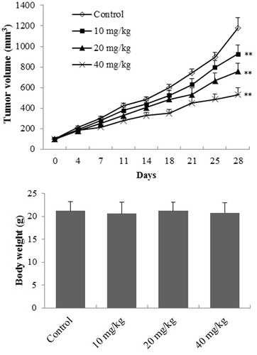 Figure 5. The effect of EDN on tumour weight and body weight of mice. **p < 0.01, compared with control group.