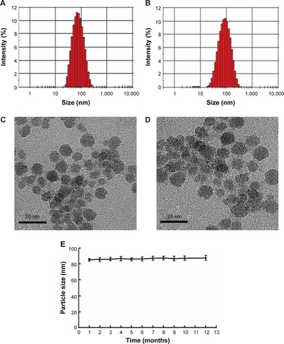 Figure 5 Particle size distribution and TEM images for (A and C) SPIO-PEG and (B and D) SPIO-PEG-D. (E) Stability curves of SPIO-PEG-D over 12 months (mean ± SD) (n=3).Abbreviations: TEM, transmission electron microscope; SPIO-PEG, superparamagnetic iron oxide with polyethylene glycol; SPIO-PEG-D, SPIO with PEG conjugated with doxorubicin; SD, standard deviation.