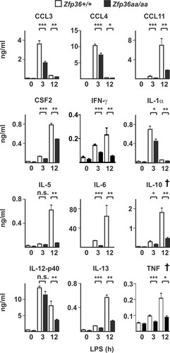 FIG 8 In vivo responses to LPS are broadly impaired in Zfp36aa/aa mice. Zfp36+/+ and Zfp36aa/aa mice were injected intraperitoneally with 5 mg/kg LPS and humanely sacrificed after 3 or 12 h. Serum cytokine levels were measured by a multiplex bead assay or an ELISA. Graphs represent means ± standard errors of the means for 5 untreated mice and 10 LPS-injected mice at each time point. *, P < 0.05; **, P < 0.01; ***, P < 0.005 (by a Mann-Whitney test). The IL-10 and TNF measurements (indicated by †) were previously reported (Citation53).