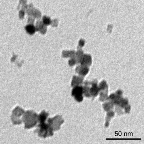 Figure 1 NiONP characterization.Notes: The primary sizes and morphologies of the NiONPs were characterized by high-resolution TEM, and a representative image is shown. Scale bar: 50 nm.Abbreviations: NiONP, nickel oxide nanoparticle; TEM, transmission electron microscopy.