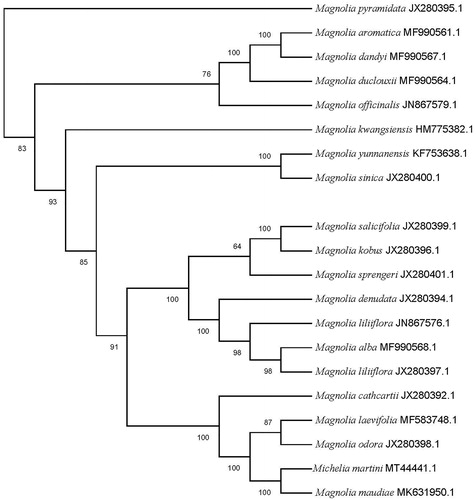 Figure 1. Maximum likelihood phylogenetic tree of 20 selected Magnoliaceae chloroplast genome sequences. Bootstraps (1000 replicates) are shown at the nodes.
