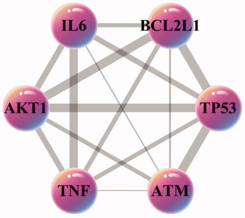 Figure 6. The core targets network generated in this study. The pink nodes represent the core targets, the edges represent the interactions between nodes.