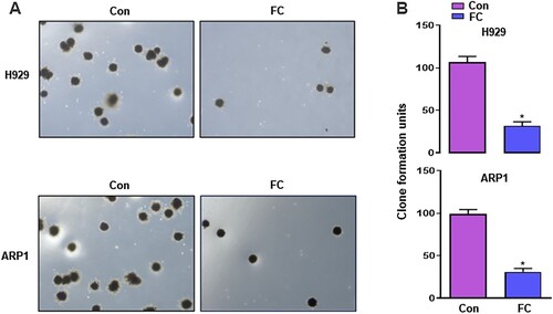 Figure 2. Inhibition of proliferation of MM cells by FC, demonstrated using colony formation assay. H929 and ARP1 cells were incubated in Methocult medium containing 2 μM FC for 10 days in 6-well plates in triplicate. Cell colonies were photographed under a microscope (A), and the numbers of colonies were calculated (B). 5 independent fields per well were included for the counting. All quantified data are expressed as mean ± SEM (n = 3). *P < 0.05, difference with control group.