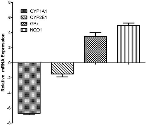 Figure 5. Effects of EH treatment on rat liver CYP2E1, CYP1A1, GPx and NQO1 mRNA expression. Alterations in mRNA expression was analyzed by using qRT-PCR. Results are presented as the mean from three independent experiments (n ≥ 3) and expressed as relative mean ± SD. Effects of EH on mRNA levels of the tested genes were normalized to housekeeping GAPDH mRNA. Fold of inhibition was calculated by the following formula: 2−ΔΔCt, where ΔΔCt: ΔCt (treated) − ΔCt(control); ΔCt (treated): ΔCt (CYPs) − ΔCt(GAPDH); ΔCt(control): ΔCt (CYPs) − ΔCt(GAPDH).