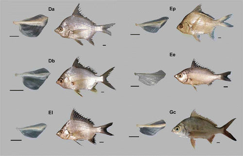 Figure 2. Morphology of the urohyal bone in Gerreidae species. (Da) Diapterus auratus, (Db) D. brevirostris, (El) Eugerres lineatus, (Ep) E. plumieri, (Ee) Eucinostomus entomelas and (Gc) Gerres cinereus. Scale bars: for urohyals, 0.5 mm, and 1 cm for fish.