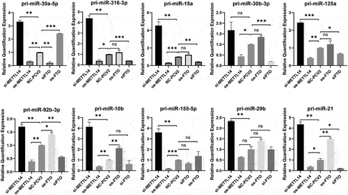 Figure 5. Pri-miRnas were quantified by RT-qPCR upon METTL14 and FTO depletion or overexpression in PK-15 cells after PCV2 infection.