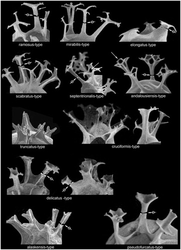 Figure 1. Typology of the most common process types occurring in the Quaternary Spiniferites complex. Simple arrows show peculiar features: upward thinning of the stem in ramosus-type processes, relatively constant width of the shaft in scabratus-type processes, fenestration on the trifid platform of septentrionalis-type processes, connection between neighboring bifid tips in andalousiensis-type processes. Rimmed arrows point to a cross section of the stem. Note that in pseudofurcatus-type processes the stem is rounder in cross section and the trifid distal platforms are more developed than in delicatus-type processes; in the latter type, the septa extend along the stems. See text for a more complete description.