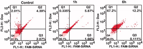 Figure 4. The uptake of Dox and FAM-Bcl-2 siRNA which were co-delivered by EGF-PEAL NPs, by H1299 at different points (1 and 6 h). At 1 h, compared to control group (free Dox and free FAM-Bcl-2 siRNA, 1 h), the drug and gene co-delivery group increased the uptake rate of Dox and siRNA. As the time of incubation increased (6 h), the enhancing effect became more obvious.