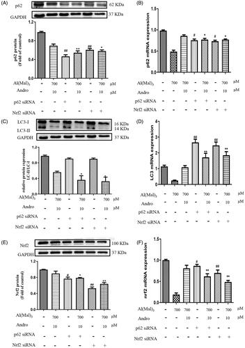Figure 8. Effect of silencing p62 or Nrf2 on the expression of p62, LC3, Nrf2 proteins and mRNA in PC12 cells co-treated with Al(mal)3 and Andro. After transfection with Nrf2 or p62 siRNA, cells were incubated with 700 μM Al(mal)3 and 10 μM Andro for 24 h. The expression of p62 (A), LC3 (B) and Nrf2 (E) were detected by western blot, GAPDH was used as loading control. The levels of p62 (B), LC3 (C) and Nrf2 (F) mRNA were analysed using RT-qPCR. #p < 0.05, ##p < 0.01 versus the control, *p < 0.05, **p < 0.01 versus Al(mal)3 + Andro group was considered statistically significant differences (n = 3).