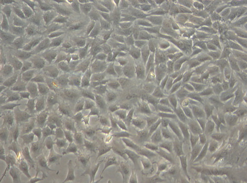 Figure 5. The cells in the control group adhered nearly completely on day 7 after inoculation, the cells were palisade-like or radial pattern (× 200).
