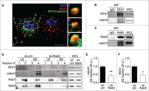 Figure 1. Calpain2 is recruited to endosomes in a Rab5 dependent manner. (A) Intracellular localization of calpain2 and the early endosomal network was assessed by three-dimensional reconstruction of confocal z-stacks in A549 lung cancer cells expressing GFP-Calpain2 (green) and stained for endogenous EEA1 with a polyclonal antibody (red). Calpain2-positive endosomes are indicated by arrows and magnifications are shown in the right panels. Bar represents 10 µm. (B, C) Immunoprecipitation of early endosome proteins EEA1 (B) and Rab5 (C). Immunoprecipitations were performed with rabbit polyclonal antibodies and endogenous calpain2 was detected by Western blotting. Whole cell lysates (WCL) are shown as reference. (D) Endosome fractionation and immunoblot detection of calpain2 and the endosomal markers Rab5, Rab7 and EEA1. A549 cells were treated with either control shRNA (sh-ctrl) or a Rab5-specific shRNA (sh-Rab5), as previously described,Citation19 whole cell lysates (WCL) were obtained and endosomes were enriched in discontinuous sucrose gradients, as described in the materials and methods. Fraction 2 contained the interphase between 8 and 30% sucrose (low density, Rab7-positive late endosomes, LE); fraction 4 contained the interphase between 30 and 35% sucrose (high density, EEA1-positive early endosomes, EE). Whole cell lysates (20 µg) are shown as reference. Images are representative from three independent experiments. Relative amount of calpain2 (E) and EEA1 (F) at the early endosome-enriched fraction was assessed by scanning densitometry of immunoblots and normalized to total calpain2 and EEA1 in the whole cell lysates, respectively. Data represent the average of three independent experiments (mean ± s.e.m.; *p < 0.05, **p < 0.01.