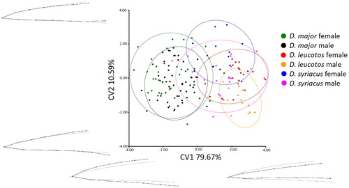 Figure 5. Results of the CVA of bill shapes for the lateral view. Grey lines represent bill shape for the canonical variate.