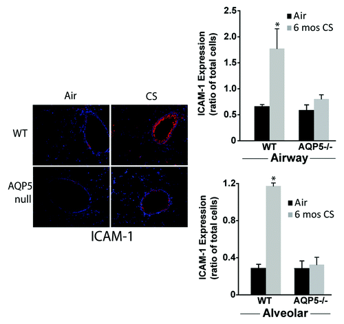 Figure 6. AQP5 alters epithelial expression for ICAM-1 after CS. We measured ICAM-1 immunofluorescence (labeled red) in lung sections after air or chronic CS exposure, and enumerated it as a ratio of total cells (defined by labeled nuclei). WT mice exposed to CS had increased airway (top graph) and alveolar (bottom) epithelial cell ICAM-1 expression compared with air-exposed WT mice. AQP5−/− mice exposed to CS had similar ICAM-1 expression compared with air-exposed AQP5−/− mice and less than WT mice exposed to CS. n = 3, *p < 0.05.