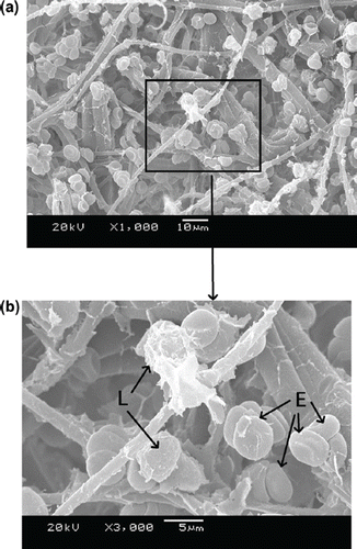 Figure 6. SEM photos of PBTNF-P25; 189 × 274 mm (300 × 300 DPI).