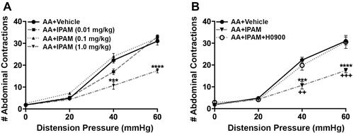 Figure 3 Effect of ipamorelin (IPAM) (0.01, 0.1, 1.0 mg/kg, i.v.) (n= 4–6/group) on acetic acid (AA) induced visceral hypersensitivity. (A) Administration of IPAM (1.0 mg/kg, i.v.) reversed the colonic hypersensitivity as shown by the significant reduction of the visceral motor response (VMR) to colorectal distention (CRD). (B) In a separate cohort of animals, administration of ghrelin antagonist H0900 (30 mg/kg, p.o.) reversed the antinociceptive effects of IPAM (1 mg/kg, i.v.) (n=7). Data are expressed as mean ± SEM. Statistical significance was determined using Two-Way Repeated Measure ANOVA followed by a Bonferroni post-test ***p<0.001, ****p<0.0001, compared to AA+Vehicle; ++p<0.01, +++p<0.001 compared to AA+IPAM+H0900.