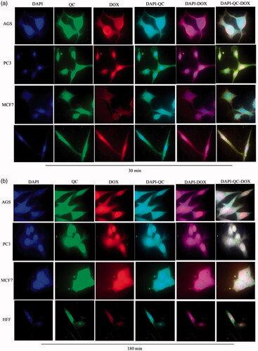 Figure 11. Cellular uptake images of AGS, PC3, MCF7 and HFF cells, incubated with free DOX and free QC for 30 min and 180 min.