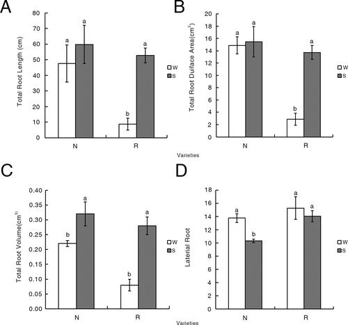 Figure 3. Variations in the total root length (A), total root surface area (B), total root volume(C) and the number of lateral roots (D) during the sprout stages of N and R under W and S conditions. Significant differences are indicated by different lowercase letters (p < 0.05). White represents the water (W) treatment (control), whereas grey represents the salt (S) treatment. Different letters (a, b) indicate statistically significant differences (p < 0.05).