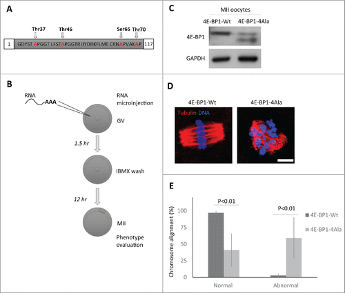 Figure 4. Down-regulation of 4E-BP1 phosphorylation in oocytes results in defects in the MII spindle assembly. (A) Scheme of dominant negative mutant construct of 4E-BP1–4Ala used for in vitro transcription. (B) Scheme of experimental procedure to express 4E-BP1 RNA constructs in the oocyte. (C) Immunoblotting evaluation of expression of microinjected non-phosphorylable form (marked by arrowhead) of 4E-BP1 in the matured MII oocytes n = 2. GAPDH was used as a loading control. See Figure S5. (D) Confocal images of MII spindles of oocytes microinjected with 4E-BP1-Wt or dominant negative mutant 4E-BP1–4Ala, Tubulin (red) and DNA (blue). Scale bar = 10 µm. (E) Quantification of chromosome alignment in the metaphase plate, MII oocytes expressing 4E-BP1-Wt or 4E-BP1-Ala RNA. Data are presented as mean ± SD, Student's t-test, n ≥ 25.