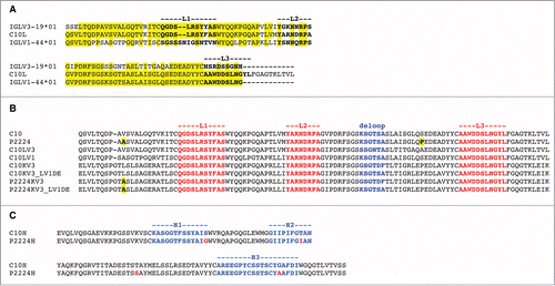Figure 2. (A) Alignment of C10 light chain (C10L) with human IGLV1–44*01 and IGLV3-19*01 germline amino acid sequences. Residues in IGLV1–44*01 and IGLV3–19*01 identical with those in C10L are highlighted in yellow. The three CDRs are marked (definitions according to North et al.). (B) Alignment of light chains: C10, P2224, C10LV3, C10LV1, C10KV3, C10KV3_LV1DE, P2224KV3, and P2224KV3_LV1DE, C10KV3 and (C) alignment of heavy chains, C10H and P2224H.