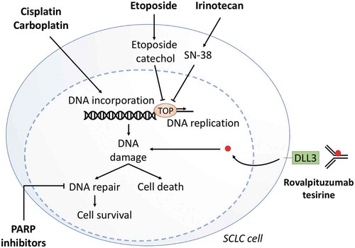 Figure 1. Mechanism of action of platinum drugs, topoisomerase inhibitors, PARP inhibitors and rovalpituzumab tesirine. Platinum derivatives (cisplatin, carboplatin) form DNA adducts that in turn cause crosslinking of DNA, thus interfering with DNA replication and/or repair. Etoposide is a TOPIIA inhibitor, while irinotecan is a TOPIB inhibitor. Topotecan shows a similar effect but is less potent as SN-38. PARP inhibitors interfere with DNA damage repair by blocking PARP enzyme. Rovalpituzumab tesirine is an antibody-drug conjugate that conveys a toxin inside DLL3-expressig SCLC cells and activates Notch signalling.