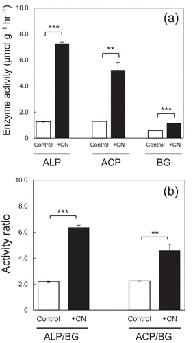 Figure 1. Effects of the addition of carbon as glucose and nitrogen as NH4Cl on (a) alkaline phosphomonoesterase (ALP), acid phosphomonoesterase (ACP), and β-D-glucosidase (BG) activities and (b) ratios of ALP/BG and ACP/BG activities in an arable Andosol (Mise et al. Citation2020). Error bars are standard errors. ** = significant at p < 0.01 and *** = significant at p < 0.001 in the Student’s t-test.