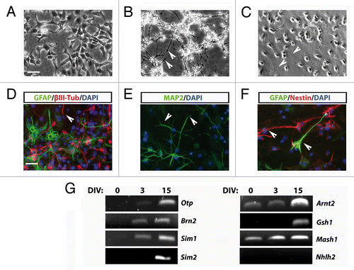 Figure 3. (A–C) Phase-contrast images of stably AC1 cell cultures taken before, in self renewal conditions, (A) and after 3 (B), and 15 (C) days of in vitro differentiation (DIV). Solid arrowheads point at examples of neurites emerging from AC1 cell bodies. (D–F) Immunofluorescence images, representative of at least two independent experiments, of AC1 cells stained for neural precursors (βIII-tubulin, MAP2ab and nestin) and astroglial (GFAP) markers (D–F). Nuclei were counterstained with DAPI. Solid arrowheads point at examples of immunopositive neurites for the indicated markers. (G) RT-PCR on AC1 cells at different time points of differentiation (0, 3, and 15 DIV) revealed changes in the expression of markers for developing hypothalamic neurons with the appearance of transcripts for Otp, Brn2, Sim1, Sim2, and Gsh1. Scale bar: 50 μm (A–F).