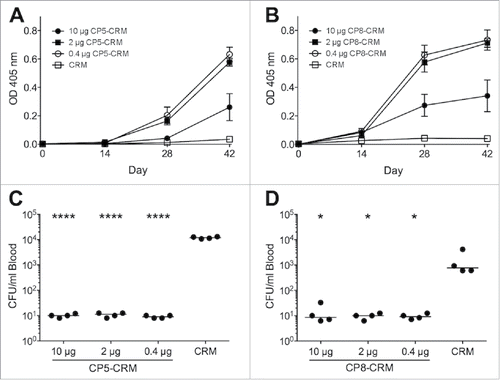 Figure 1. Immunogenicity and protective efficacy of CP5 and CP8 conjugate vaccines in BALB/c mice. Groups of four BALB/c mice were immunized on days 0, 14, and 28 with 10, 2, or 0.4 µg of CP5-CRM, CP8-CRM, or CRM alone adsorbed to 100 µg aluminum phosphate adjuvant. Blood was collected from each mouse before each immunization and prior to challenge. Serum was diluted 1:100 for evaluation of antibodies to CP5 or CP8 by ELISA (A). On Day 42, the mice were challenged intraperitoneally with ∼107 CFU of (C) Reynolds (CP5) or (D) Reynolds (CP8). Quantitative blood cultures were performed on heparinized blood collected by tail vein puncture 2 h after challenge. Data are presented as means ± standard errors and were analyzed by one-way ANOVA with multiple comparisons made to the group receiving CRM alone. ****, P < 0.0001; *, P < 0.05. For each experiment, the results of one representative experiment are presented; each was repeated at least twice.