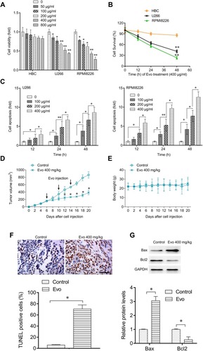 Figure 1 Evo treatment suppresses multiple myeloma cell growth in vitro and in vivo. (A) Cell viability of MM cells and healthy B lymphocytes (HBC) isolated from donor after various concentrations of Evo treatment for 24 hrs. Data were normalized to the untreated group. (B) Cell survival of U266, RPMI8226 or HBC after Evo treatment (400 μg/mL) for the indicated time. (C) Cell apoptosis in U266 and RPMI8226 cells after indicated treatment. Data were normalized to the untreated group. (D) Xenograft tumor volume change after indicated treatment. (E) Distribution of mice bodyweight during treatment. (F) IHC detecting the TUNEL expression in Xenograft tumor tissues (upper), and quantification (lower). Scale Bar=100 μm. (G) Western blot detecting Bax and Bcl-2 protein expression level in Xenograft tumor (upper), and quantification (lower). *p < 0.05; **p < 0.01.