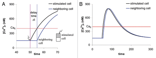 Figure 2 The signal percolation in a two cell system. (A) The response in the second cell (blue trace) occurs when the [Ca2+]c in the stimulated cell exceeds half maximum (a level of [Ca2+]E = 400 nM). This results in a delay time of Δt = 5. (B) The [Ca2+]c traces of both cells overlap in time. It is obvious that the sum (=overall signal of the two-cell system) does not differ significantly from the single cell response.