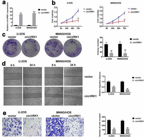 Figure 3. CircVRK1 overexpression inhibited the proliferation, migration, and invasion of osteosarcoma cells