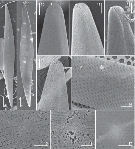 Figs 8–17. Pleurosigma hinzianum. Type material from sample used to prepare the holotype slide. SEM. External views. Figs 8–9, General appearance of the valve. Figs 10–13, Valve apex showing straight terminal fissure straight, bent towards the concave side of the valve and the adjacent buttonhole-shaped opening (arrowhead). Fig. 14, Central part of the valve. Note apically elongated slit-like foramina. Figs 15–17, Detail of the central area showing raphe fissures. Scale bars: Figs 8–9 = 20 µm, Fig. 14 = 5 µm, Figs 10–13, 15–17 = 2 µm.
