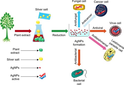 Figure 5 Graphical abstract representing the synthesis (green) and the biocidal potential of AgNPs against various microbes.Abbreviation: AgNPs, silver nanoparticles.