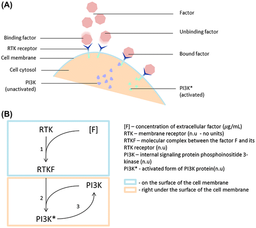 Figure 2. (A) Scheme of a cell membrane. The cross-membrane RTK receptors bind to the factor present in the cell surroundings. Later on, the RTK-factor complexes catalyze the activation of the PI3K in the cytosol. This transduction passes the information from the outer media into the cell. (B) Schematic representation of the set of reactions that take place next to the membrane.