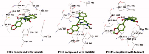 Figure 2. Top docking poses of tadalafil with PDE enzymes. Only polar hydrogens are shown for clarity. Protein residues within 2.5 Å distance around tadalafil are depicted in the figures. Hydrogen bonds between amide hydrogen of tadalafil and Oɛ atom of invariant Glutamine amino acid residue are represented with red dashed lines.
