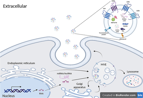 Figure 1 After stimulated by external signal series, MSCs activate multiple signaling pathways and activate the synthesis of various proteins and non-coding RNAs through signaling. Several exosome-associated proteins such as TSG101, Alix, CD63, etc., become enriched in MVEs and participate in the packaging of exosomal cargo. With the assistance of ESCRT, ILVs are formed within MVEs. Simultaneously, MVEs may undergo material exchange with the Golgi apparatus and undergo partial degradation within lysosomes. The remaining MVEs then fuse with the plasma membrane, releasing exosomes into the extracellular space. Exosomes released in this manner often have molecular markers such as CD9, CD63, CD81, CD82 on their surface (created with BioRender.com).