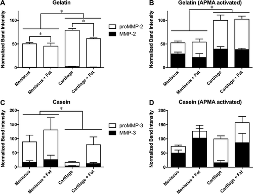 Figure 5. Zymography of conditioned media. Levels of (A,B) gelatinase activity typical of MMP-2 and (C,D) caseinase activity typical of MMP-3 in (A,C) untreated media samples and (B,D) media samples incubated with APMA to activate latent MMPs. Band intensities for each substrate are normalized to the mean combined (pro- plus active) activity for the cartilage control group. *p < 0.05 between groups for total MMP. Mean ± SEM.